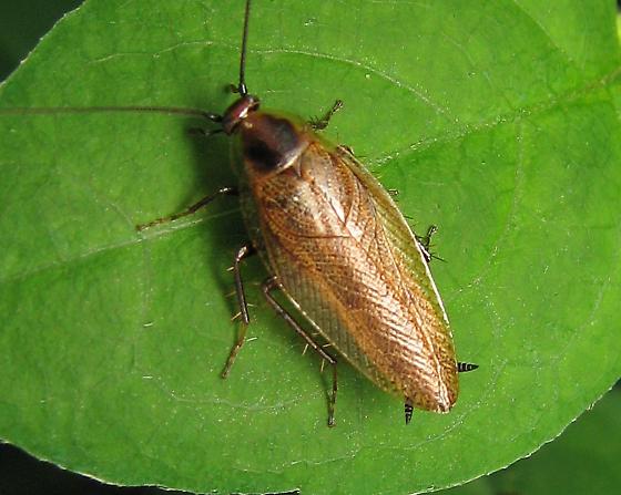 Éradication des Blattes à Reims