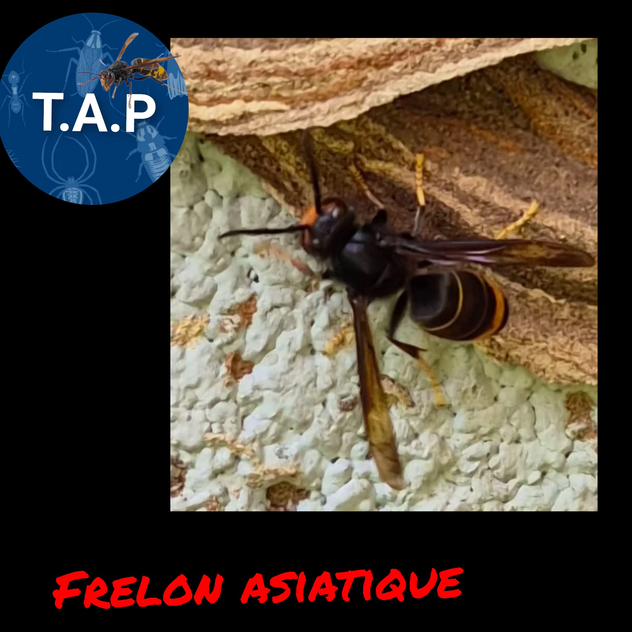 extermination frelons